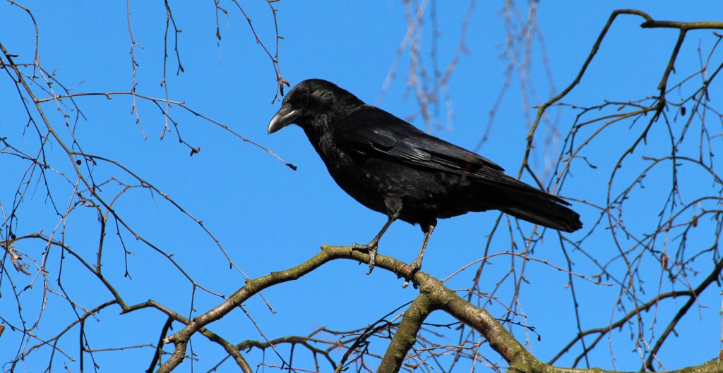 BoerenNatuur | natuurinclusieve landbouw | weidevogel